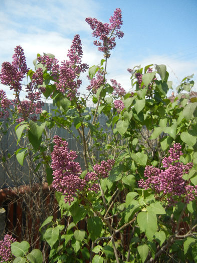 Syringa vulgaris_Lilac (2013, April 22)