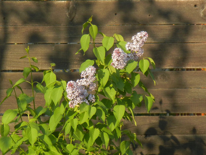Syringa vulgaris_Lilac (2013, April 24)
