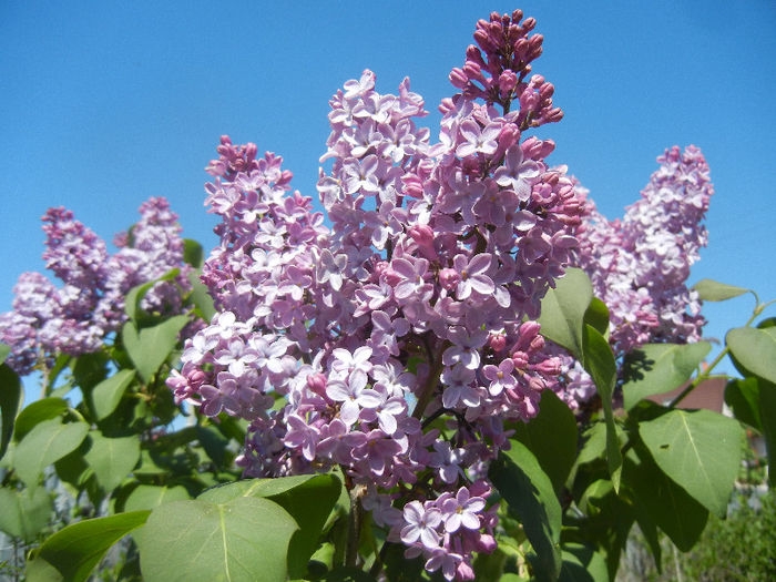 Syringa vulgaris_Lilac (2013, April 25)