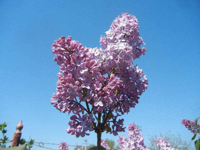 Syringa vulgaris_Lilac (2013, April 25)
