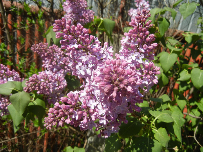 Syringa vulgaris_Lilac (2013, April 25)