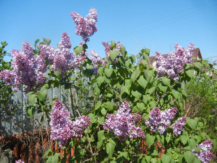 Syringa vulgaris_Lilac (2013, April 25)
