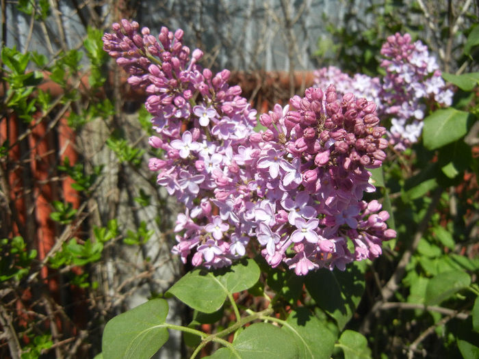 Syringa vulgaris_Lilac (2013, April 25)