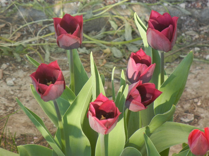 Tulipa Negrita (2013, April 22)