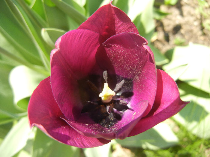 Tulipa Negrita (2013, April 24)