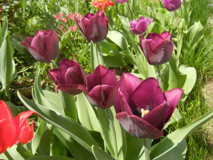 Tulipa Negrita (2013, April 24) - Tulipa Negrita