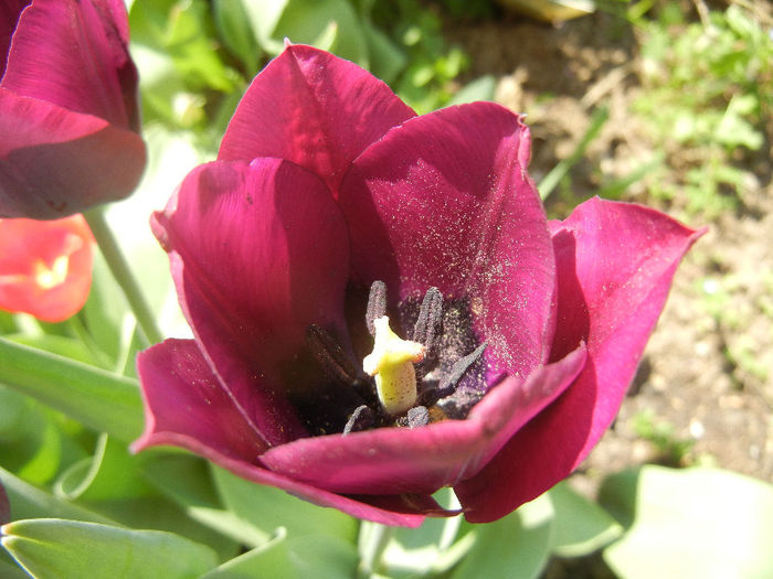 Tulipa Negrita (2013, April 24)