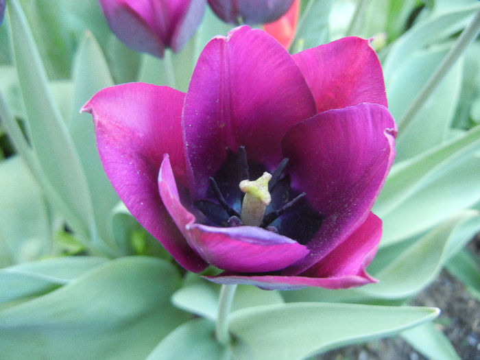 Tulipa Negrita (2013, April 25)