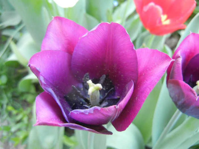 Tulipa Negrita (2013, April 25)