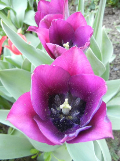 Tulipa Negrita (2013, April 25)