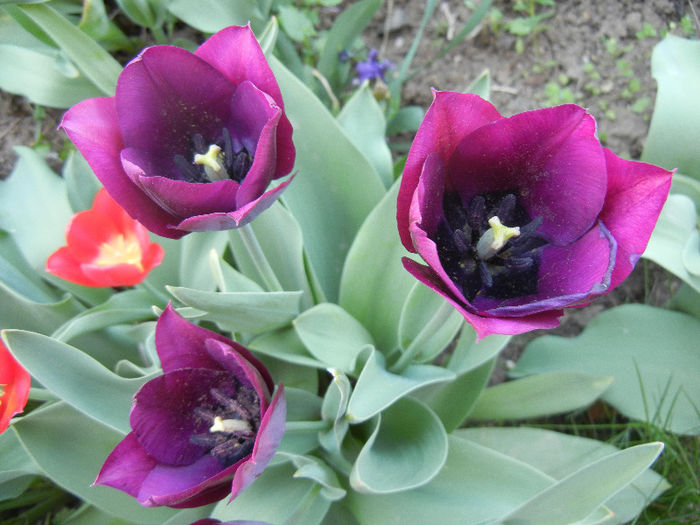 Tulipa Negrita (2013, April 25)