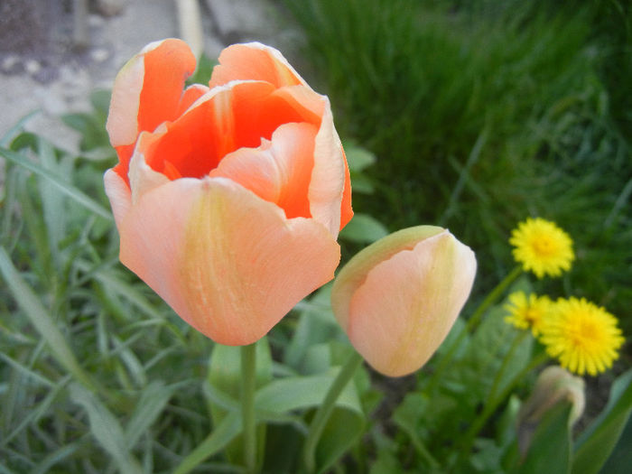 Tulipa Menton (2013, April 25)