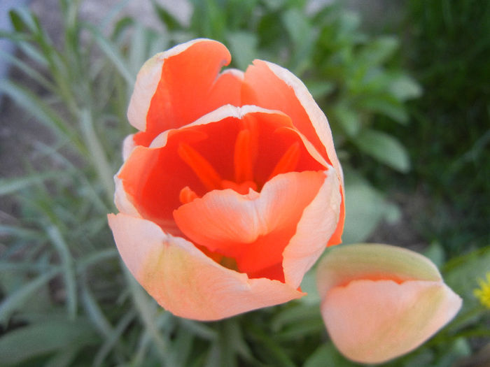 Tulipa Menton (2013, April 25) - Tulipa Menton