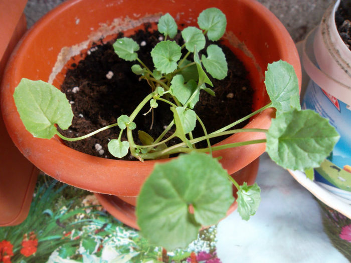 Campanula alba - Campanula 2013