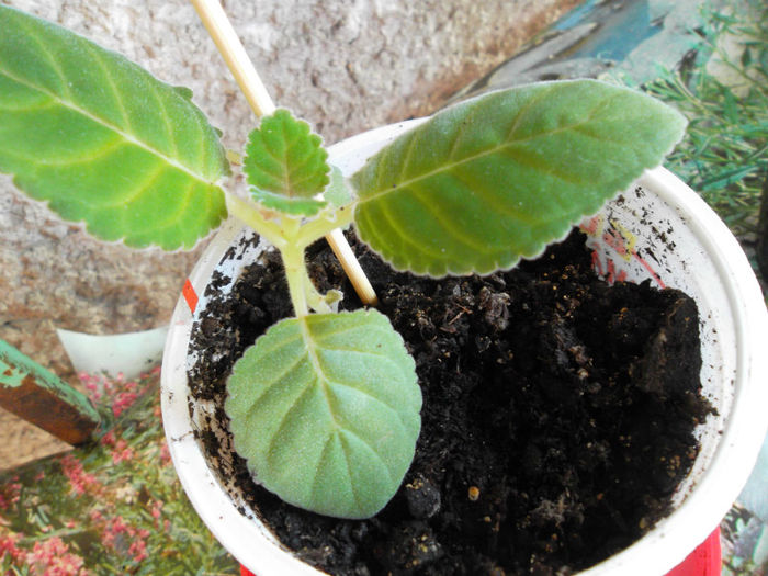 Pui de gloxi violacea