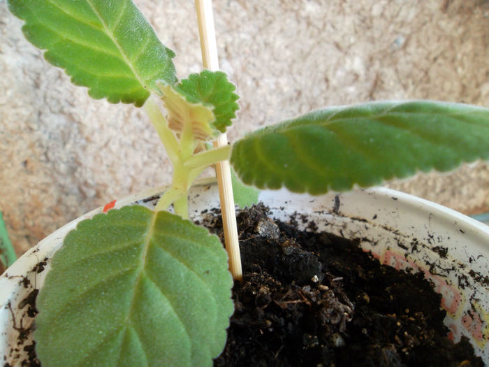 Multumesc augustinao2001