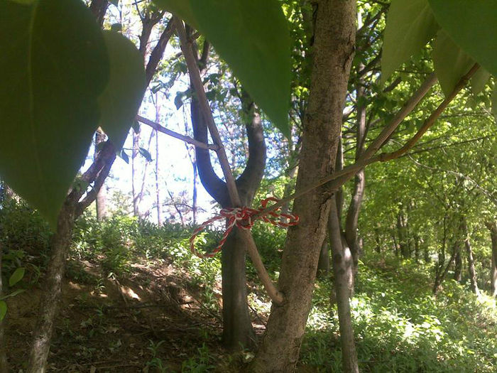 Martisor la sfarsit de martie... - Diverse