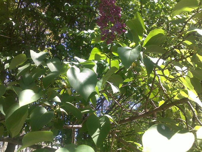 Liliac in gradina botanica - Diverse