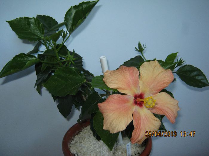IMG_2483 - Florile mele aprilie