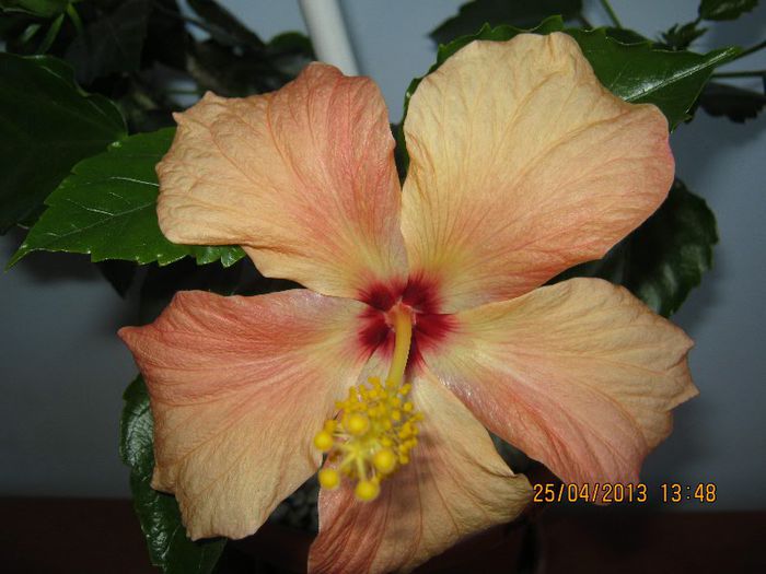 IMG_2487 - Florile mele aprilie