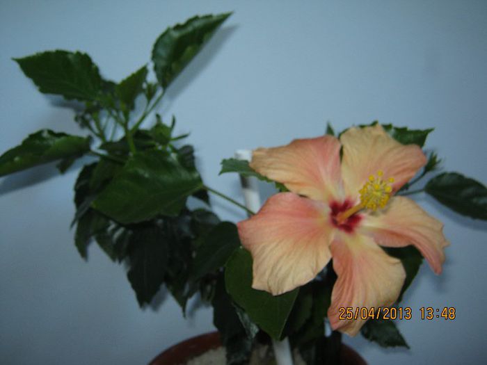 IMG_2488 - Florile mele aprilie