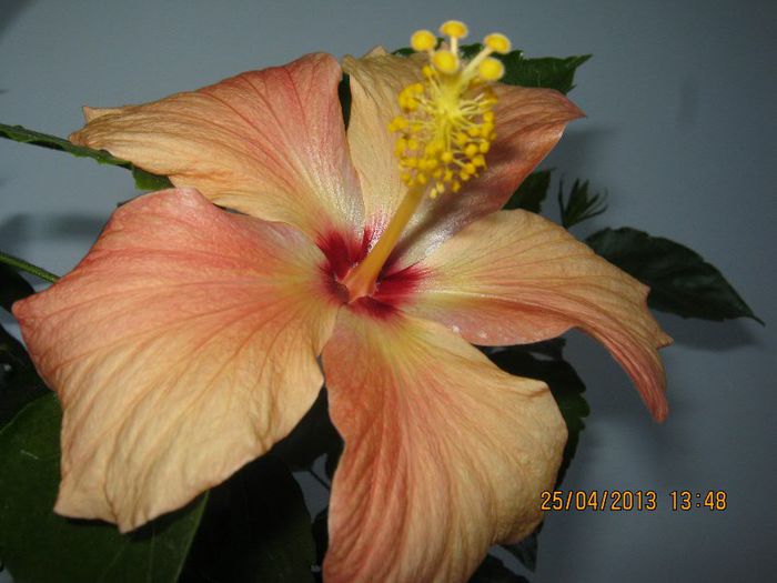 IMG_2489 - Florile mele aprilie