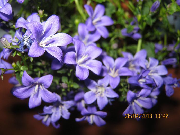 IMG_2497 - Florile mele aprilie