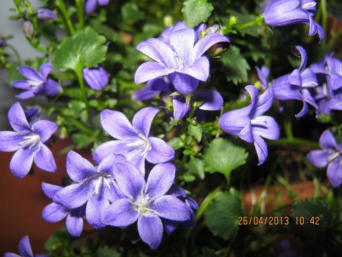 IMG_2499 - Florile mele aprilie