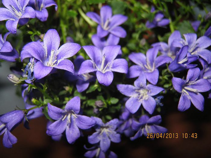 IMG_2503 - Florile mele aprilie