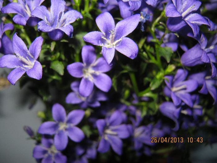 IMG_2505 - Florile mele aprilie