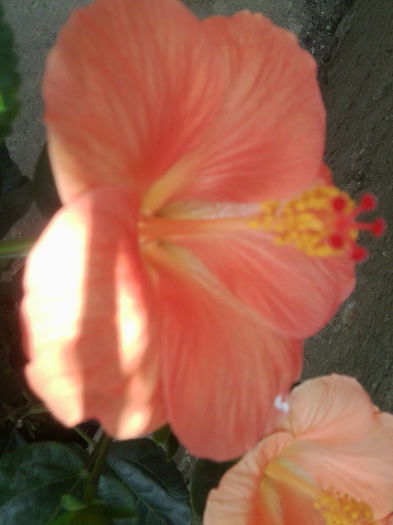 Fotografie1149 - flori de gradina 2013
