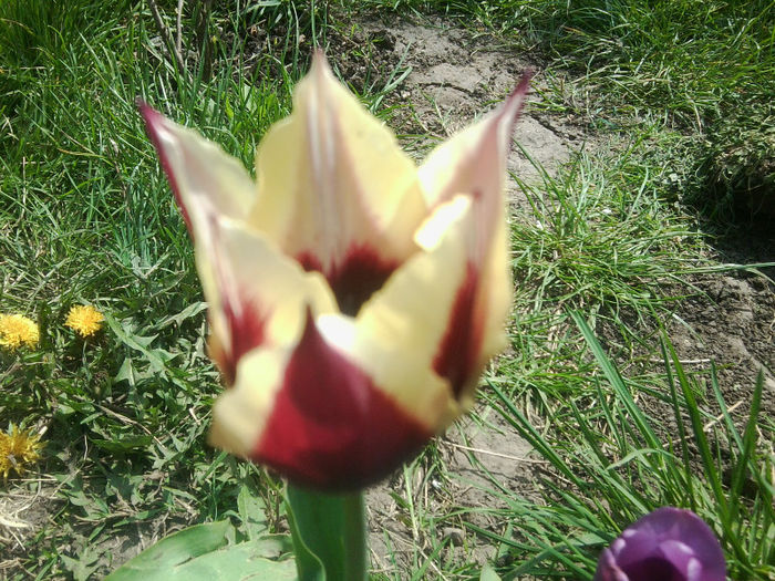 Fotografie1159 - flori de gradina 2013