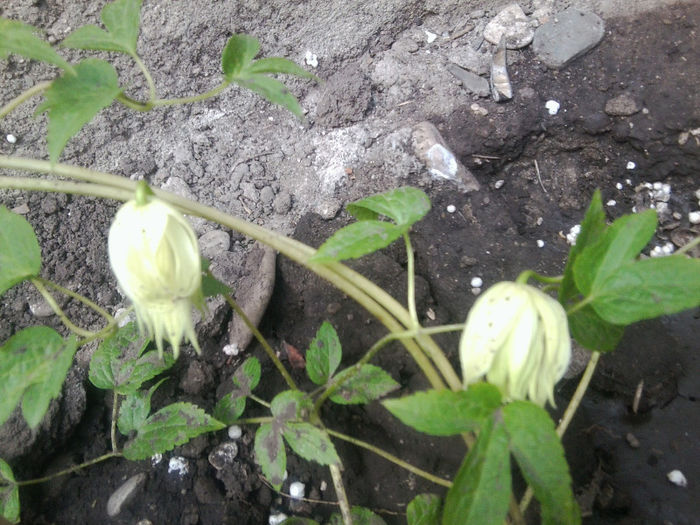 clematita lemon lime