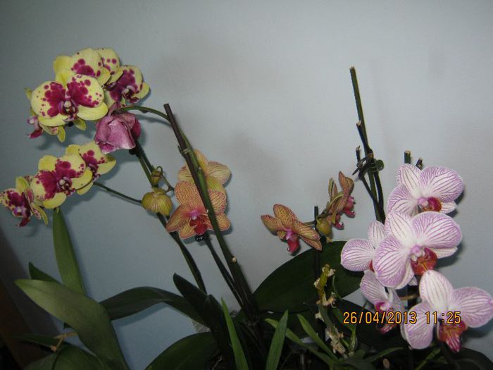 IMG_2510 - Florile mele aprilie