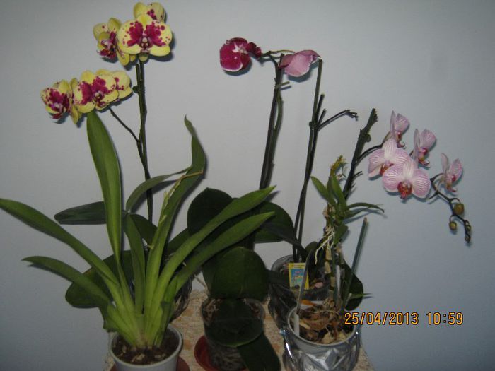 IMG_2477 - Florile mele aprilie