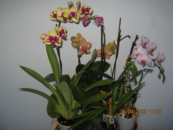 IMG_2506 - Florile mele aprilie