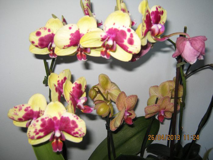IMG_2507 - Florile mele aprilie