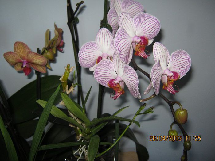 IMG_2508 - Florile mele aprilie