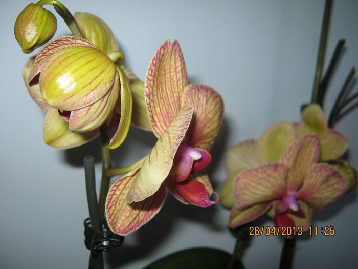 IMG_2509 - Florile mele aprilie