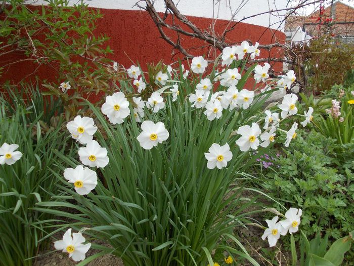 narcisa - gradina in primavara 2013