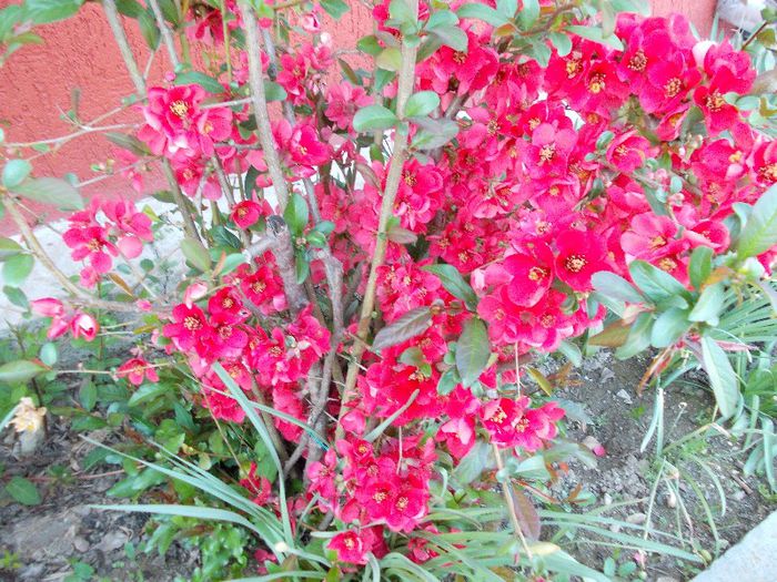 DSCN0338