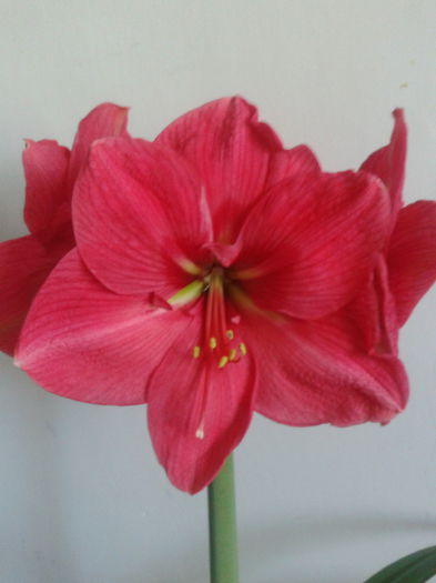 [6]  2013-04-26 12.52.32 - Hippeastrum 2013