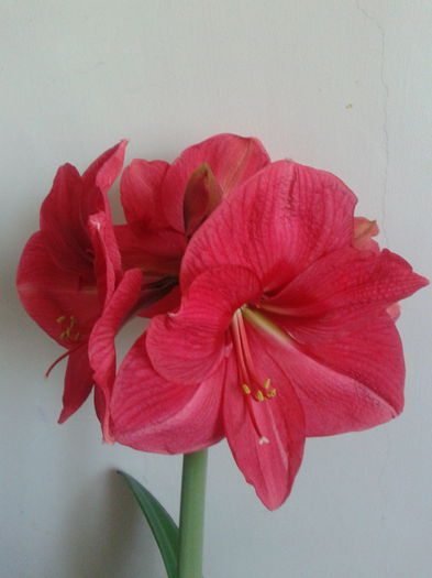 2013-04-26 12.51.37 - Hippeastrum 2013