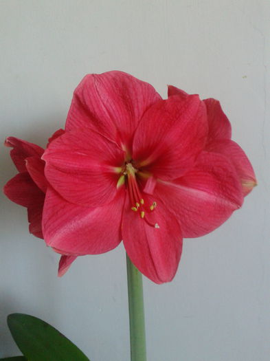 2013-04-26 12.50.25 - Hippeastrum 2013