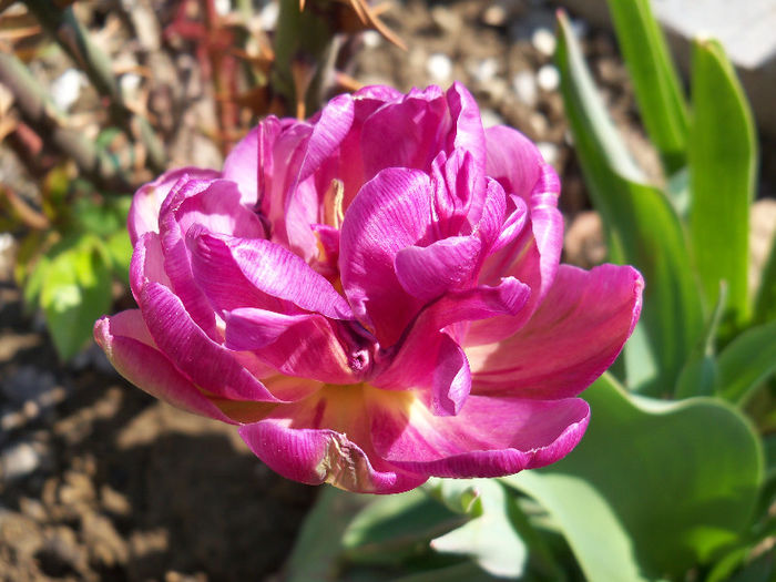 LILAC PERFECTION - LALELE 2013