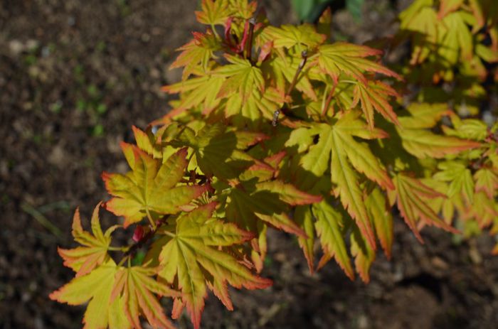 DSC_0793 - 1Gradina mult visata
