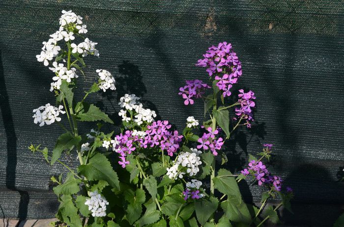 DSC_0800 - 1Gradina mult visata