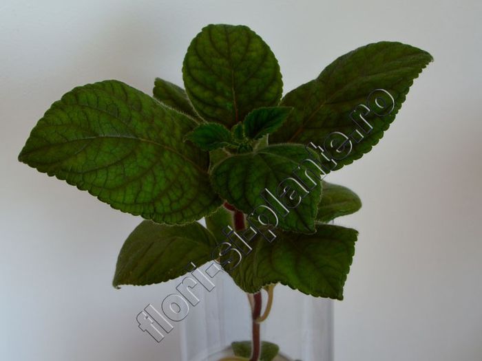 Kohleria Luci s Baby One