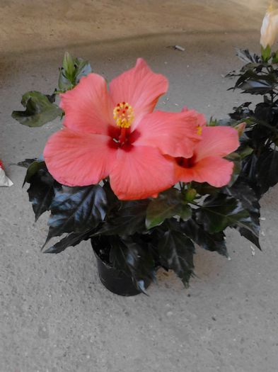 IMG_20130426_111013; HIBI CORAI
