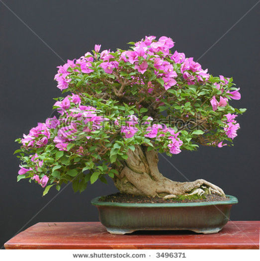 bonsai bouga